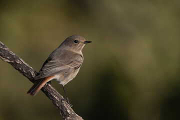 colirrojo tizón hembra posada en una rama de alcornoque en el bosque mediterráneo (Phoenicurus ochruros) Ojén Andalucía España	