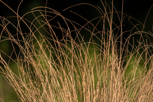 junquera mediterr&aacute;nea de verde y dorado en el borde del estanque del parque 