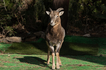  muflón europeo sobre la hierba del bosque mediterráneo (Ovis orientalis musimon)