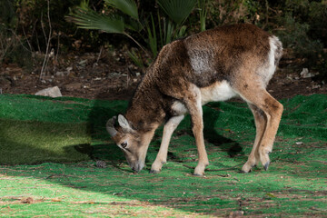  muflón europeo sobre la hierba del bosque mediterráneo (Ovis orientalis musimon)