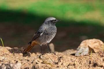 colirrojo tizón macho posado en el suelo del bosque mediterráneo  (Phoenicurus ochruros) Ojén Andalucía España	