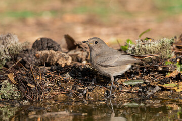 colirrojo tizón hembra bebiendo agua en el estanque del bosque mediterráneo  (Phoenicurus ochruros) Ojén Andalucía España	