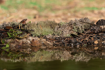 paisaje de bosque mediterráneo con el borde del estanque y los reflejos sobre el agua 