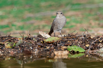 colirrojo tizón en el estanque del parque con fondo verde claro  (Phoenicurus ochruros)