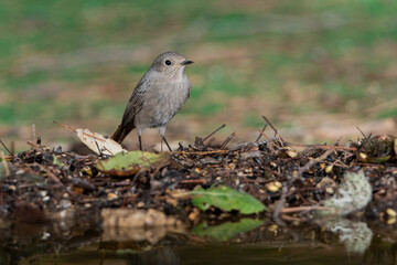 colirrojo tizón posado en le suelo del bosque (Phoenicurus ochruros)