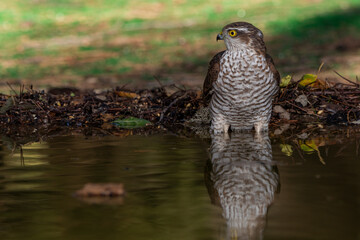   gavilán común bañándose en el estanque del bosque mediterráneo  (Accipiter nisus)​​