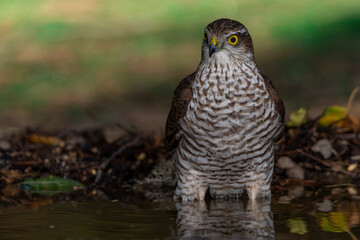  gavilán común bañándose en el estanque del bosque mediterráneo  (Accipiter nisus)​​ 