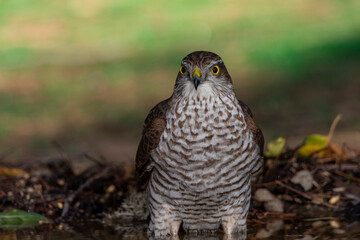  gavilán común en el suelo del bosque con fondo verde claro (Accipiter nisus)​​