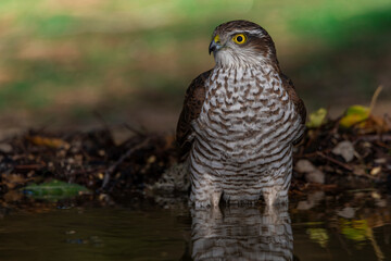   gavilán común bañándose en el estanque del bosque mediterráneo  (Accipiter nisus)​​ Ojén Andalucía España	