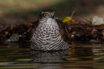  gavilán común bañándose en el estanque del bosque  (Accipiter nisus)​​