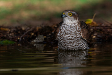  gavilán común bañándose en el estanque (Accipiter nisus)​​