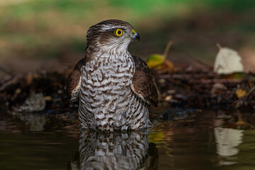 gavilán común bañándose en el estanque del bosque mediterráneo  (Accipiter nisus)​​ 