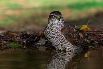  gavilán común bañándose en el estanque del parque (Accipiter nisus)​​