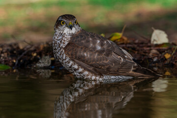  gavilán común  bañándose en el estanque del bosque  (Accipiter nisus)​​