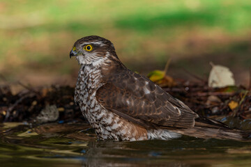  gavilán común bañándose en el estanque del bosque (Accipiter nisus)​​