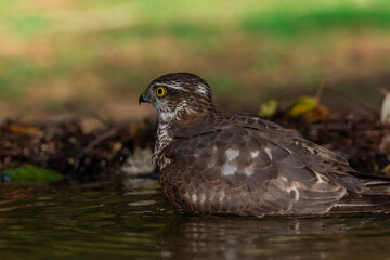  gavilán común bañándose en el estanque del bosque mediterráneo  (Accipiter nisus)​​ 