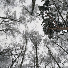 tree crowns in the winter forest. snowy forest. New Year's forest.
