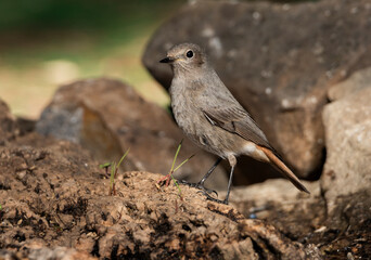 colirrojo tizón en el suelo del bosque mediterráneo  (Phoenicurus ochruros) Ojén Andalucía España	