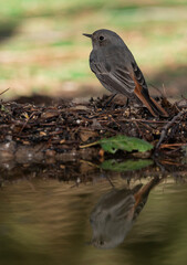 colirrojo tizón reflejado sobre el agua del estanque del bosque mediterráneo (Phoenicurus ochruros)