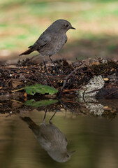 colirrojo tizón posado y reflejado en el agua del estanque del bosque mediterráneo (Phoenicurus ochruros)