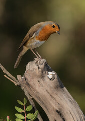 petirrojo europeo​ posado en un tronco seco en el bosque mediterráneo  (Erithacus rubecula) Ojén Andalucía España	