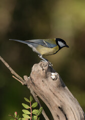 carbonero común posado sobre un tronco seco (Parus major)