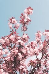 Springtime Cherry Tree blossom