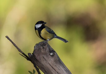 carbonero común macho posado en una rama seca (Parus major)