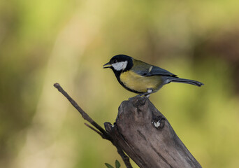 carbonero común macho posado en una rama seca (Parus major)