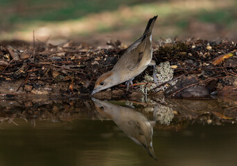 curruca capirotada hembra bebiendo y reflejada en el agua del estanque del bosque (Sylvia atricapilla) 