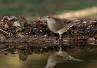 curruca capirotada posada en el estanque y reflejada en el agua (Sylvia atricapilla) 