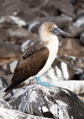 Closeup profile portrait of blue footed booby