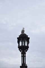 Fototapeta na wymiar seagull perched on a lamppost