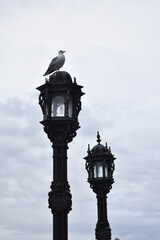 Fototapeta na wymiar seagull perched on a lamppost