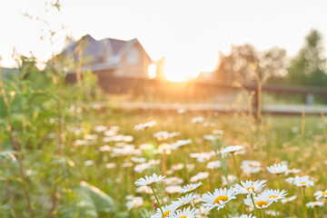 Beautiful field, meadow chamomile flowers, natural landscape. Against the background of wooden houses. An airy artistic image.A place to copy. High quality photo