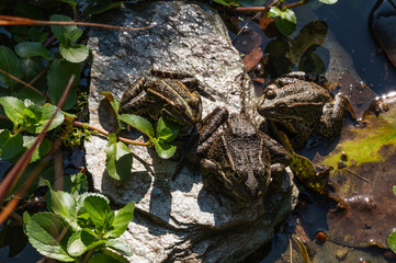 trois grenouilles