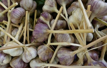 Russian Garlic