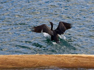 Cormorant on the log near the coast of Victoria BC
