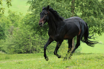 A caucasian kabardiner horse running across a pasture
