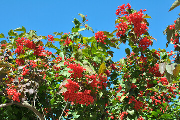 Obraz premium Guelder rose (Viburnum opulus) berries ripen on the branch of the bush