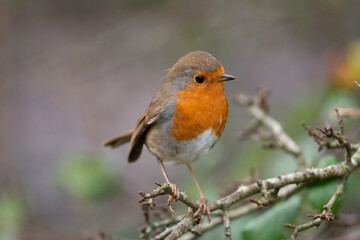 perched robin