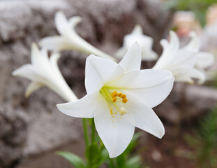 Beautiful white flowers
