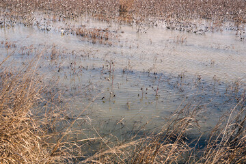 flooded cotton field