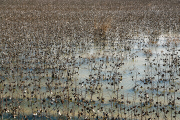 flooded cotton field