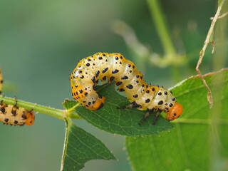 Rose Sawfly (Arge ochropus)