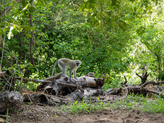 Vervet Monkey (Chlorocebus pygerythrus) in the Veldt in Zimbabwe, Africa