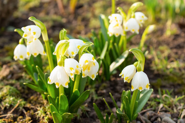 Close up view of white spring snowflakes. Early spring flowers - Leucojum vernum. Floral spring...