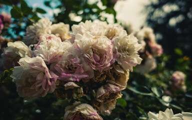 flowers in the garden