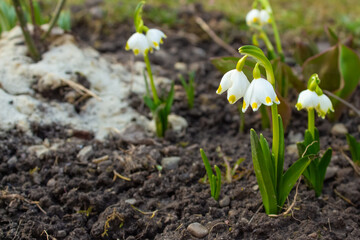 White spring snowflakes. Early spring flowers - Leucojum vernum. Floral spring background with copy space
