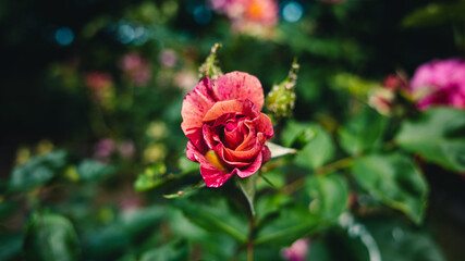 red rose in garden